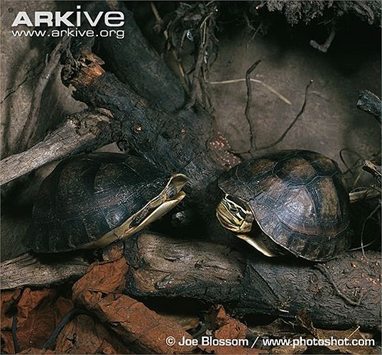 Loài rùa này có thể biến mình thành một chiếc hộp kín mít bằng cách rụt đầu, chân vào trong và 'đậy nắp' lại. Khi đó chúng trở nên bất khả xâm phạm vì không để hở bất kỳ một phần cơ thể nào. 