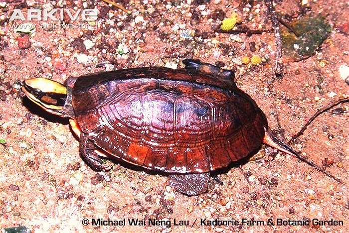 Càng trở nên khan hiếm, giá của chúng càng bị đẩy lên cao, hiện tại vào khoảng 300 triệu đồng/kg dành cho rùa bắt được trong rừng. Giá của rùa nuôi nhân tạo 'rẻ' hơn, chỉ khoảng 60 triệu đồng/kg.