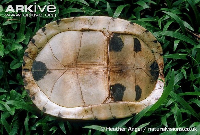 Chiếc 'nắp hộp' của chúng chính là hai mảnh yếm có thể cử động. Đây là đặc trưng của rùa hộp mà các loài rùa khác không có. Khi đậy chặt 'nắp', kẻ thù dù khéo léo đến mấy cũng không thể xâm hại đến các phần mềm của cơ thể rùa. 