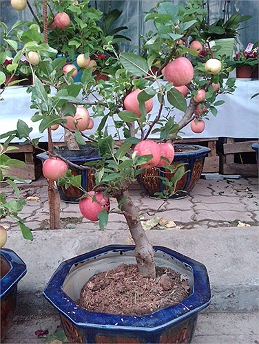 Thân của cây táo cảnh dày và có nhiều mấu. Nhiều người cho rằng phải mất ít nhất 2 năm mới trồng được một cây như vậy.