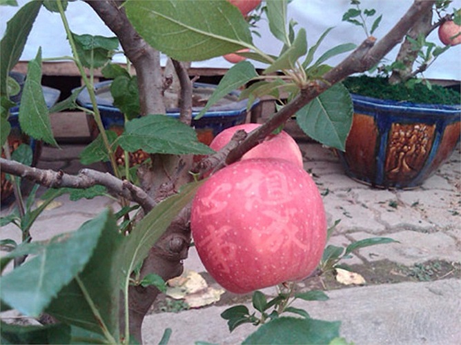 Cận cảnh chữ in trên quả táo.