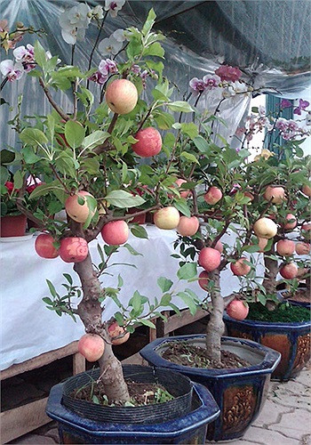 Chủ cửa hàng không tiết lộ nguồn gốc của cây, chỉ cho biết là hàng nhập khẩu.