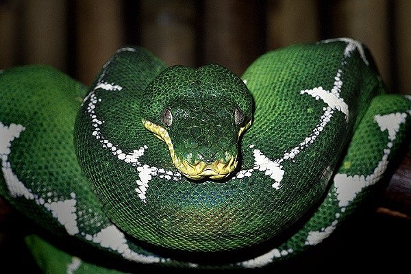 Trăn xanh Amazon này có kích thước lên đến 1,8m và sỡ hữu 2 răng nanh phát triển lớn vượt trội so với các loài trăn khác. Là loài bò sát khổng lồ nên thức ăn của chúng cũng là những con thú to lớn như nai, hươu…