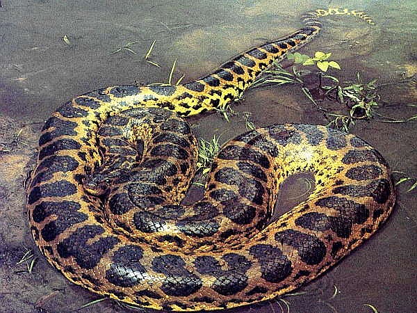 6. Trăn Anaconda: Trăn Anaconda là một trong số những loài đáng sợ nhất Trái đất. Đây có thể được coi là vua của loài trăn bởi kích thước to lớn đáng sợ, dài đến 15m, nặng 1 tấn. Mặc dù di chuyển chậm, sống đơn độc nhưng loài trăn này rất hung tàn.