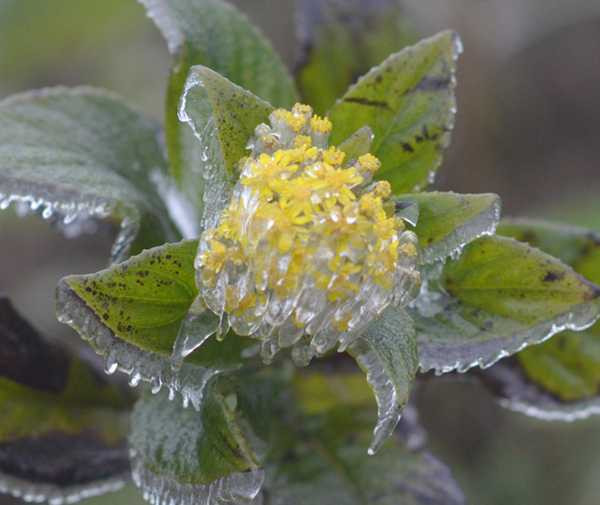 Ảnh: Băng tuyết trên đỉnh đèo Ô Quý Hồ