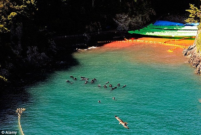 Những con cá heo đạt tiêu chuẩn không có sẹo ở lưng hay đuôi được lùa trên vịnh Taiji phía nam Nhật Bản trước khi bán