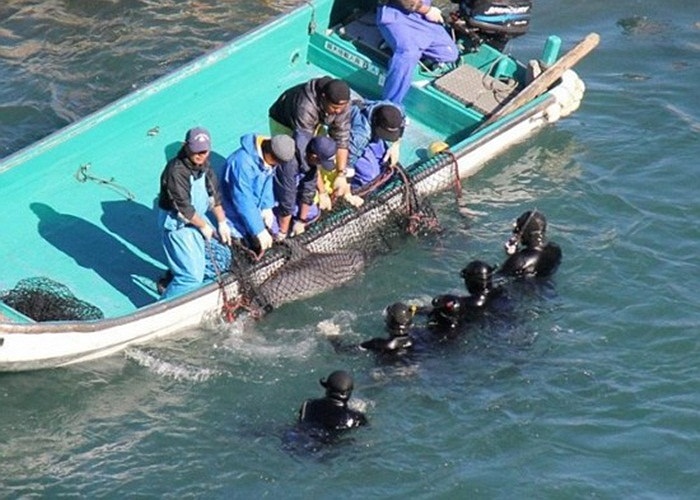 Nhiều con cá heo do quá sợ hãi khi bị bắt đã tự sát. Ước tính, số cá heo bị giết thịt nhiều gấp 4 lần số cá heo được bán làm thú nuôi. Mỗi con cá heo được bán với giá từ 500 nghìn đến 1 triệu nhân dân tệ