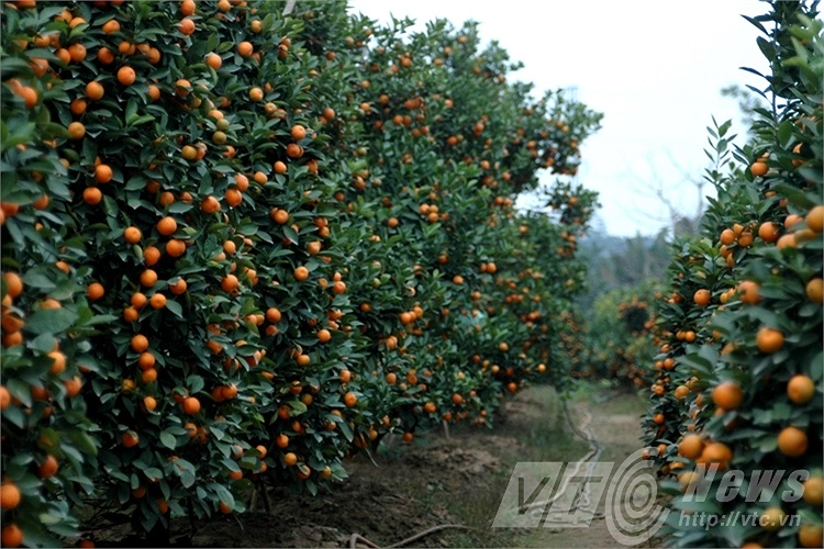 Quất được mùa và giá sẽ tăng nhẹ trong dịp tết