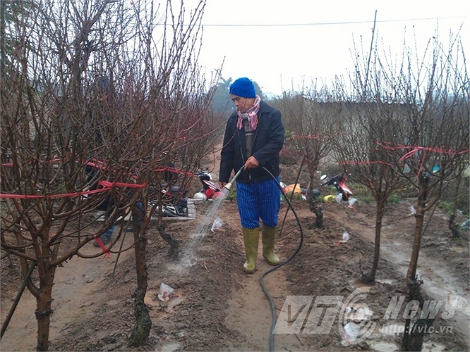 Ông Kim tưới nước cho đào