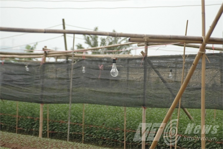 Người dân thắp thêm bóng đèn tại các ruộng hoa