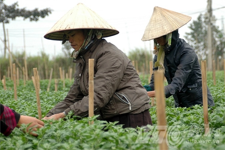 Chăm chút hơn từng luống hoa để kịp nở cho vụ Tết