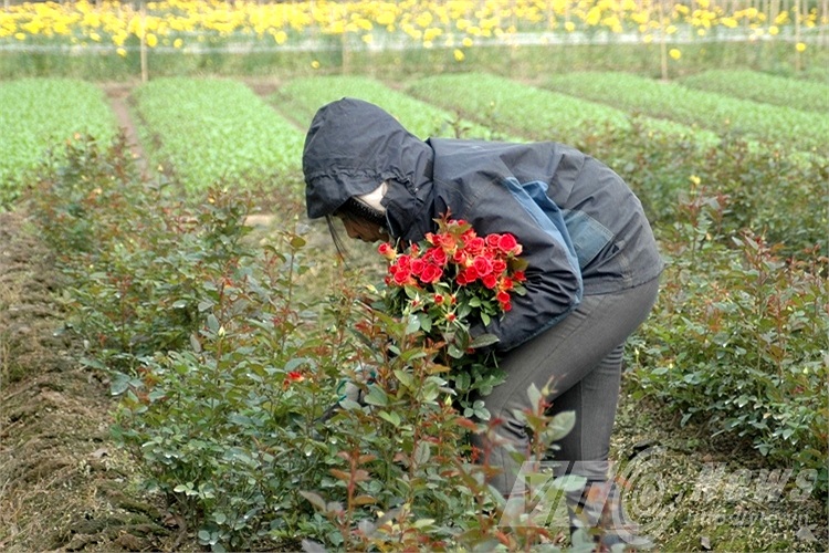 Hoa hồng khó nở hơn, người dân trồng hoa hồng thu hoạch giảm.