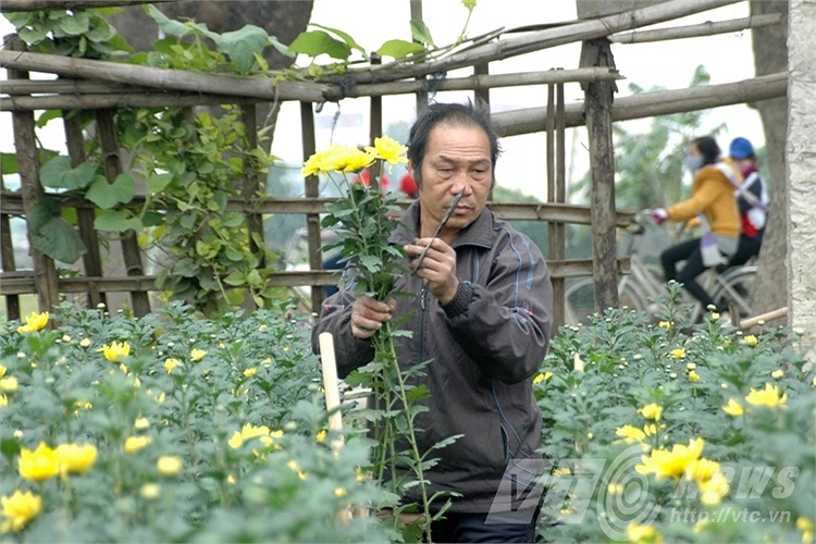 Hoa cúc có thể tăng nhẹ trong thời gian tới. Hiện tại cúc bán với giá 2.000/bông