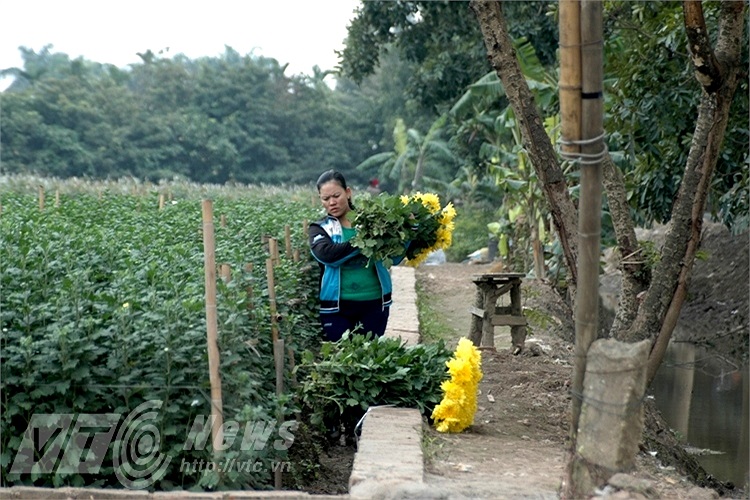 Trời rét, hoa cúc nở lác đác. Người dân thu hoạch không được nhiều.