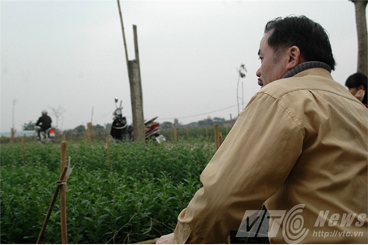 Bác Thu lo lắng khi trời vẫn chưa ấm lên. Thửa ruộng bác trồng hoa cúc trắng phục vụ Tết sẽ không nở kịp nếu rét đậm kéo dài.