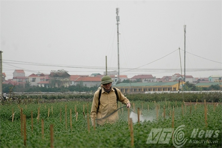 Phun thuốc bổ cho hoa cúc. Bác Thu cho biết thửa ruộng này gia đình bác trồng hoa cúc bán vào dịp Tết.