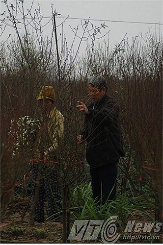 Thời tiết vẫn chưa có chuyển biến tốt, người dân lo lắng đứng bên gốc đào.