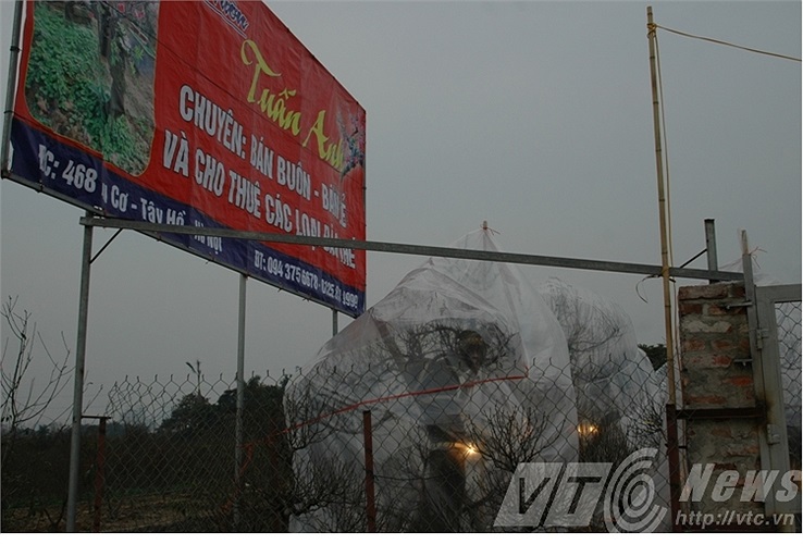 Những khách quen đã bắt đầu đến đặt đào tại vườn đào Tuấn Anh