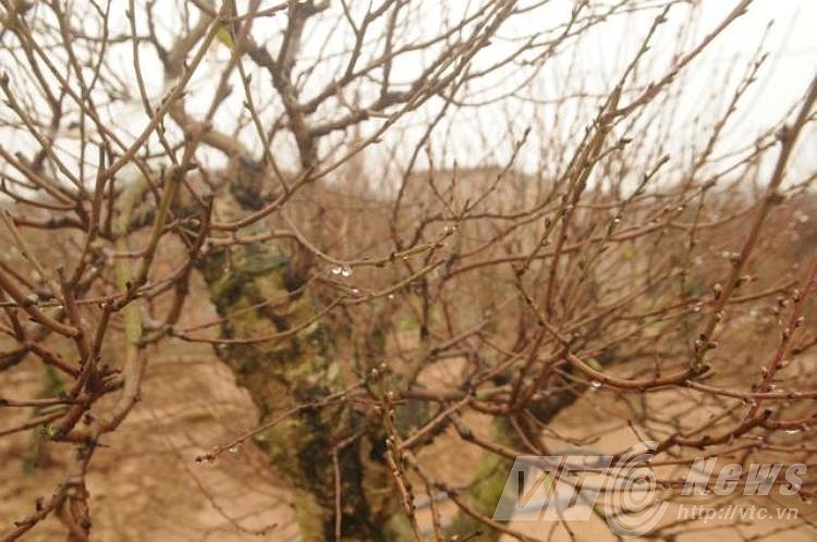 Do rét đậm kéo dài nên đào rất khó nở hoa