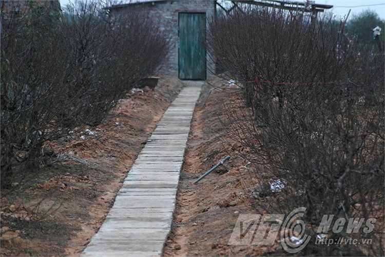 Cả khu trồng đào Nhật Tân lo lắng