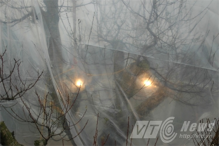 Thắp bóng đèn kích thích nở hoa cho đào