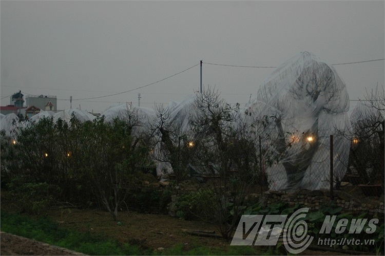 Cả vườn đào được bọc nilon và thắp đèn