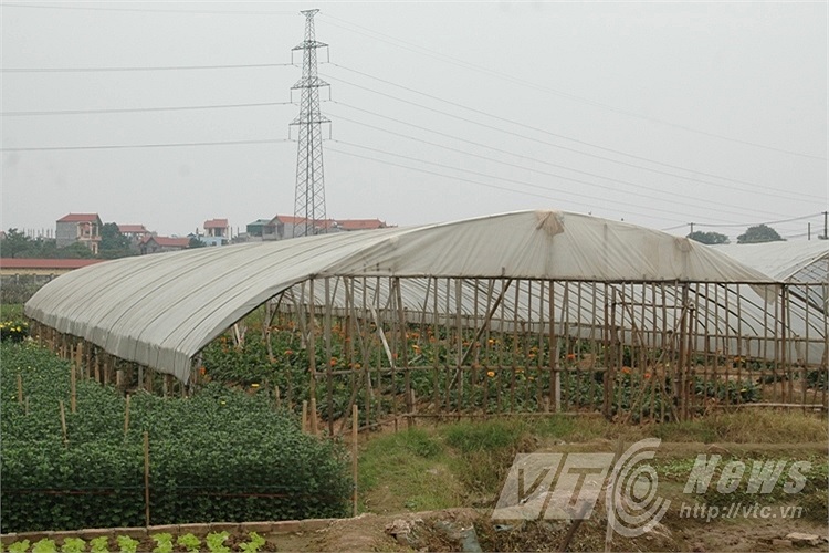 Các biện pháp che chắn cho hoa tại làng hoa Tây Tựu