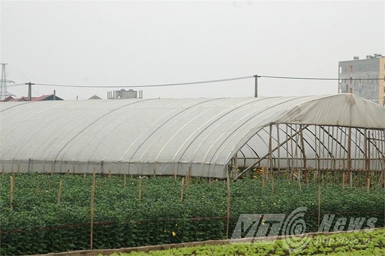 Người trồng hoa ly lo lắng khi rét đậm kéo dài. Vốn để trồng một ruộng hoa ly lên tới vài trăm triệu