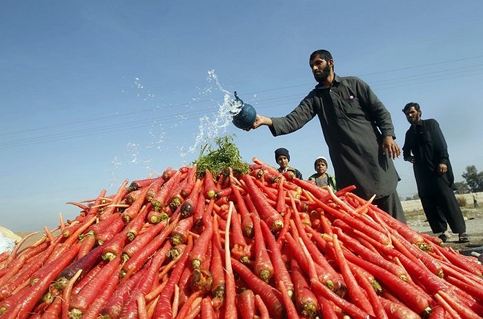 Người bán hàng, ở ngoại ô thành phố Jalalabad, Afghanistan, tưới nước vào một đống cà rốt trong khi đợi khách hàng tới mua
