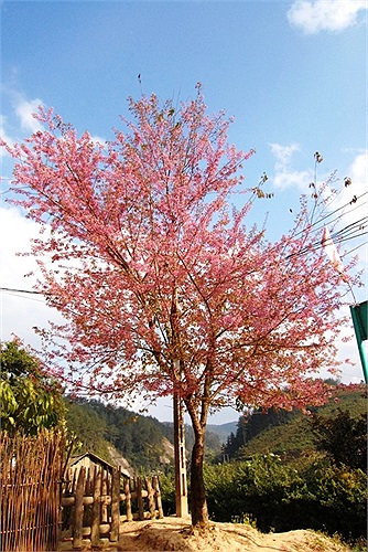 Giữa nắng xuân, đào rừng vùng Mù Cang Chải khoe sắc... (Ảnh: Nguyễn Dũng)