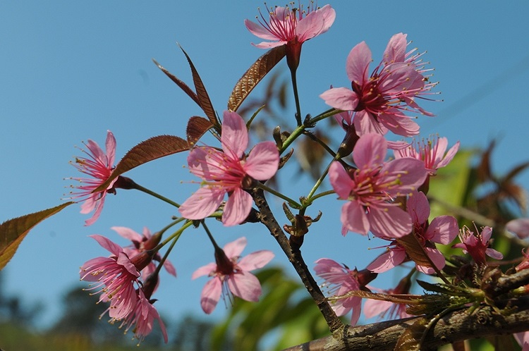 (Ảnh: Nguyễn Dũng)