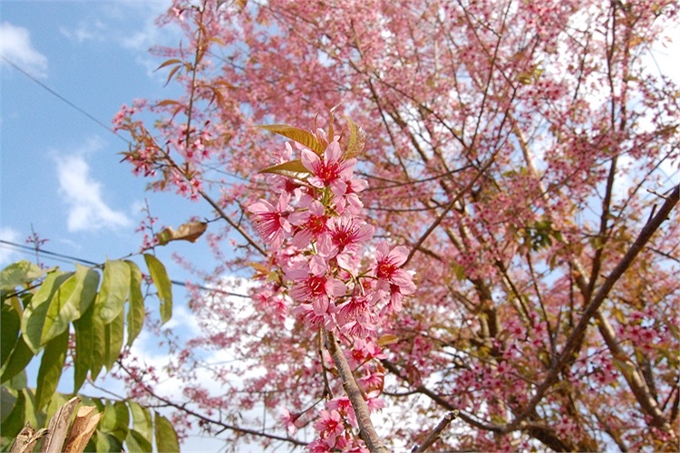 (Ảnh: Nguyễn Dũng)