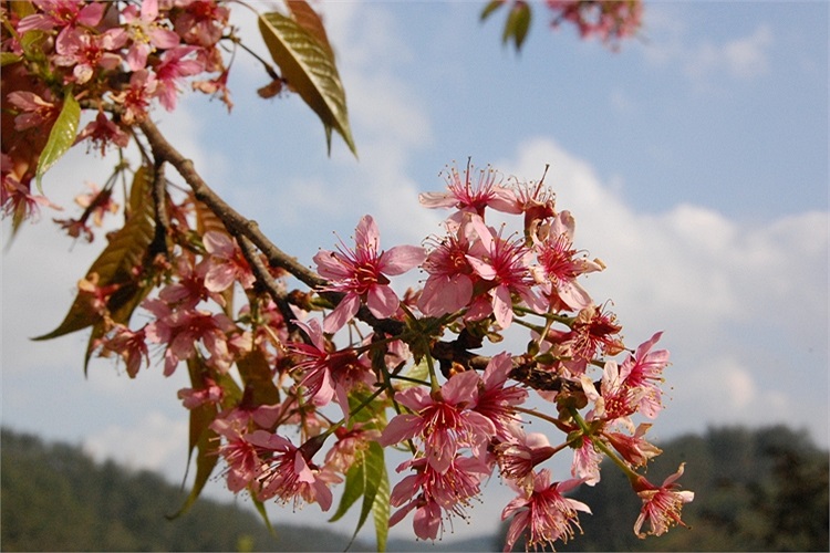 (Ảnh: Nguyễn Dũng)