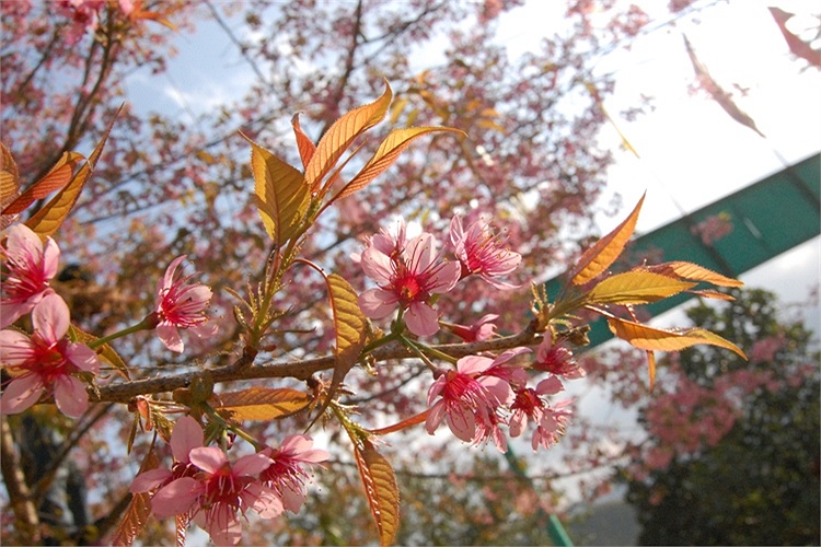 (Ảnh: Nguyễn Dũng)