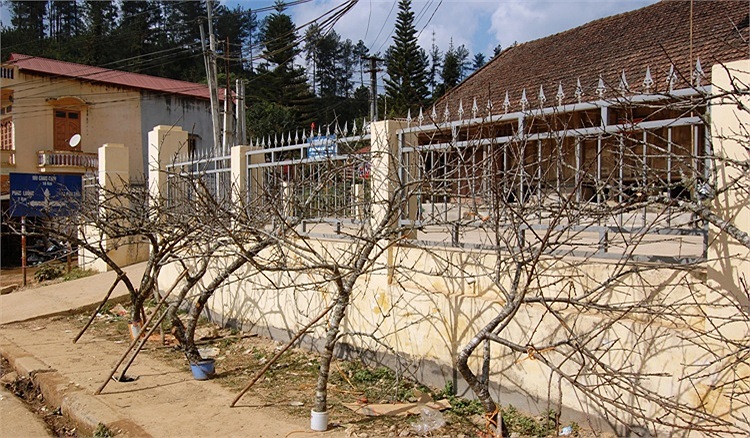 Khắp các tuyến đường, những cành đào rừng mới chớm nụ được bày bán để du khách mang về xuôi... (Ảnh: Nguyễn Dũng)