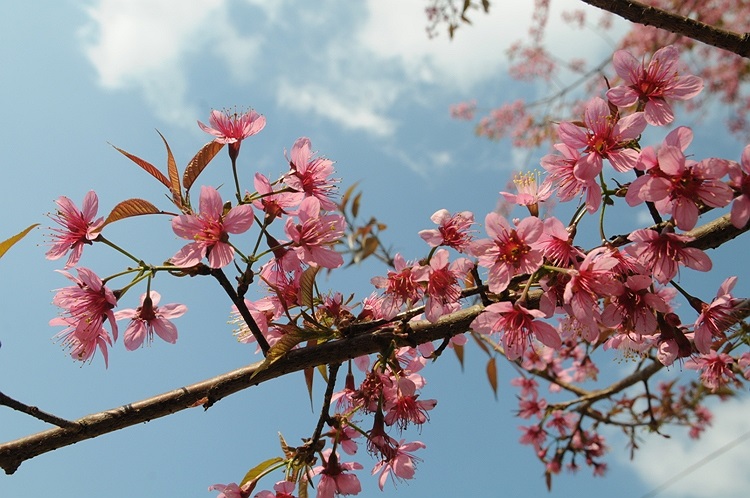Trên nền trời xanh, những cánh hoa đào càng thêm tươi thắm.(Ảnh: Nguyễn Dũng)