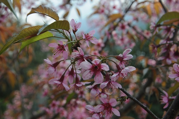 (Ảnh: Nguyễn Dũng)