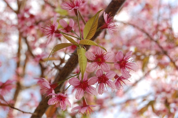 (Ảnh: Nguyễn Dũng)