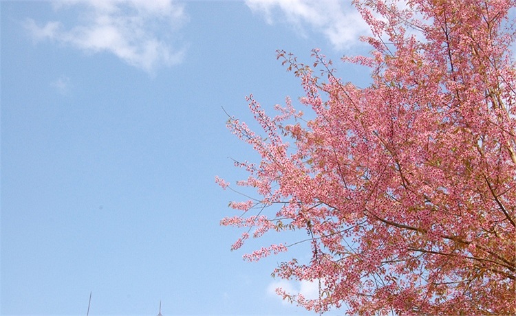 Đào nở, xuân về... xua đi nỗi đau buồn ở vùng sạt lở mỏ quặng cướp đi sinh mạng gần 20 người năm 2012. (Ảnh: Nguyễn Dũng)