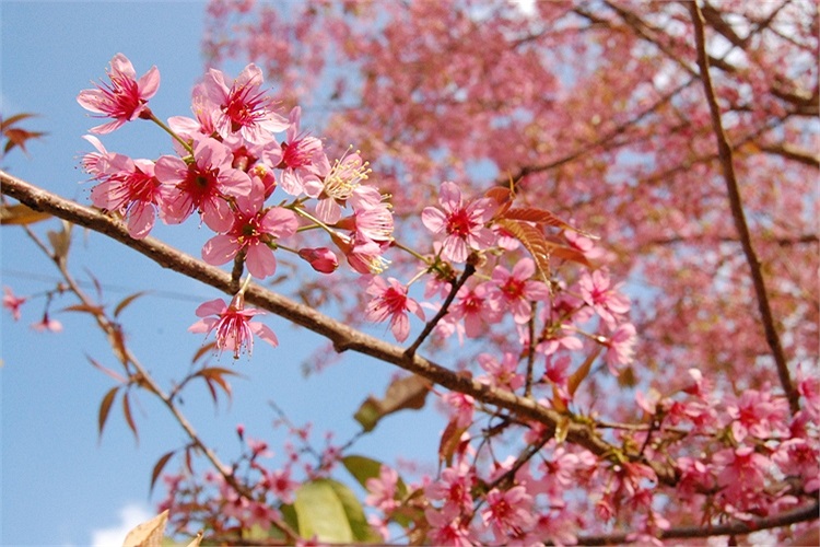 (Ảnh: Nguyễn Dũng)