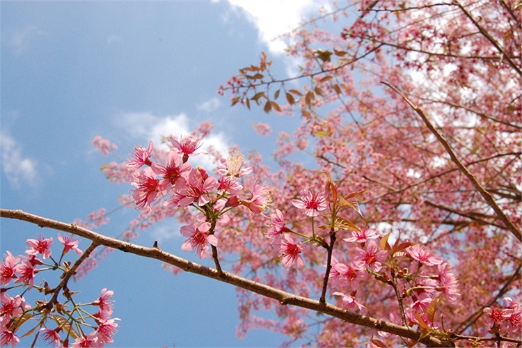 (Ảnh: Nguyễn Dũng)