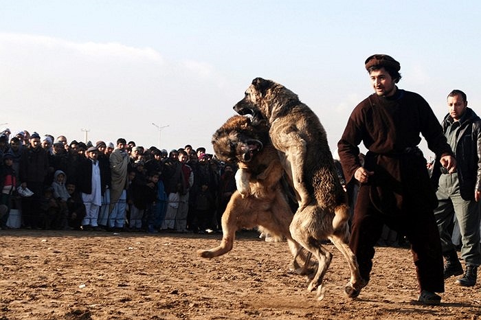 Pha cận chiến của 2 chú chó trong lễ hội chọi chó đặc biệt của người dân Afghanistan