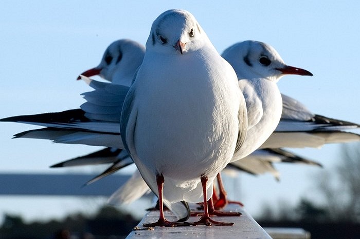 Những chú hải âu đậu trên cầu tàu ở Luebeck, Đức,