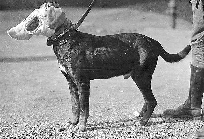 Cả hai bên Đồng minh và Phát xít đều trang bị mặt nạ cho những chú chó nghiệp vụ của mình