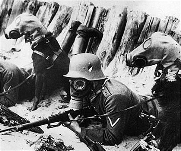Hai chú chó đeo mặt nạ phòng độc bên cạnh một binh sĩ Đức trong hào chiến đấu
