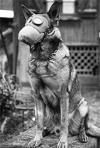 Chú chó giống Alsatians đã được đeo mặt nạ và chuẩn bị lên đường làm nhiệm vụ