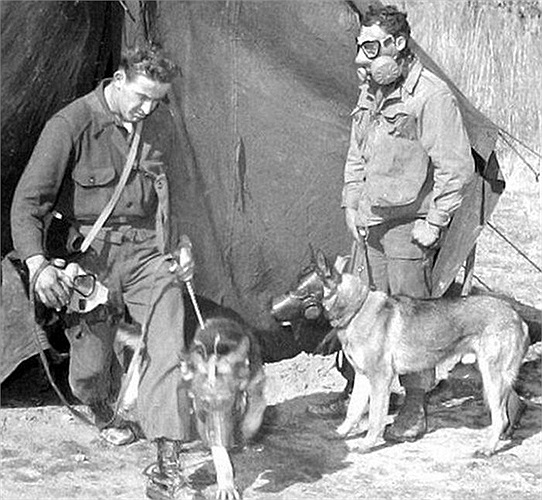 Hai binh sĩ Anh cùng với các chú chó đã được đeo mặt nạn chuẩn bị đi tuần