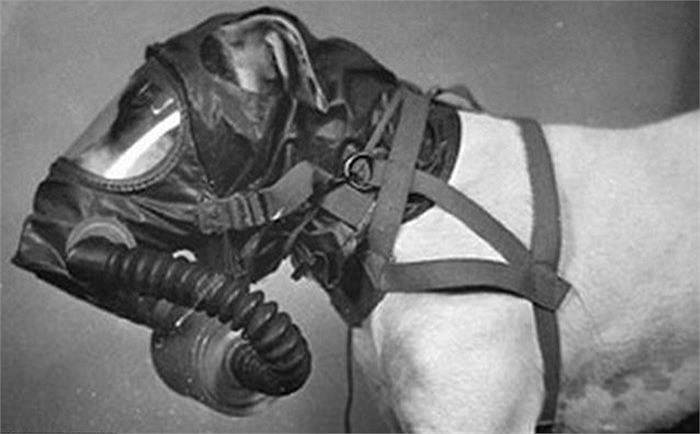 Cả người và chó nghiệp vụ đều đảm nhận những nhiệm vụ vô cùng quan trọng trong Thế chiến II