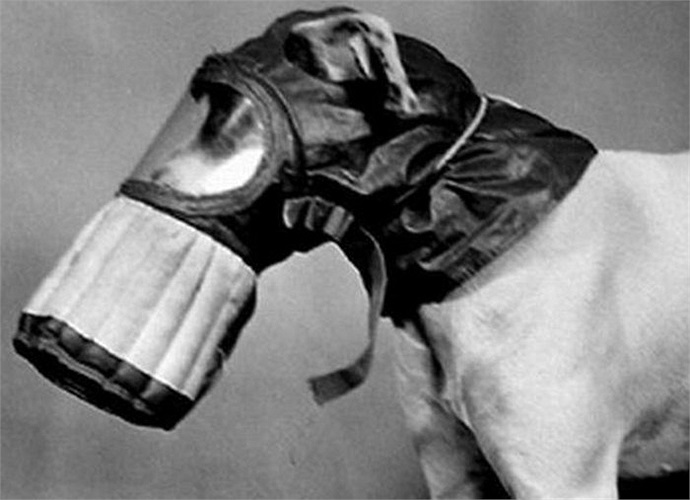 Không chỉ là những người bạn của binh sĩ, chó nghiệp vụ còn là những đồng đội thân cận và vô cùng hữu ích cho các binh sĩ trên chiến trường