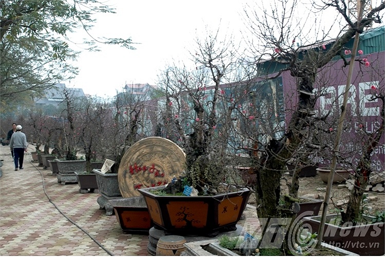 Đào xuống phố phục vụ Tết Nguyên Đán